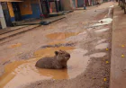 Distrito Taboca: Capivara flagrada tomando banho