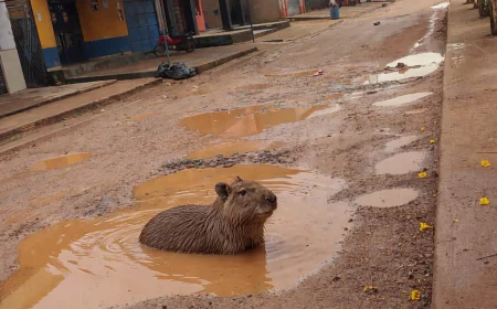 Distrito Taboca: Capivara flagrada tomando banho