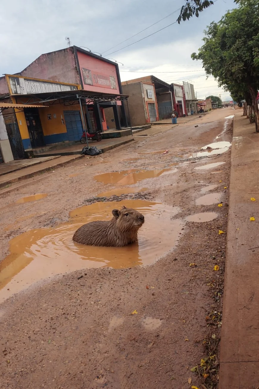 Distrito Taboca: Capivara flagrada tomando banho