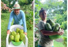 Chácara Presente de Deus: Casal mostra na prática ( quem planta colhe )