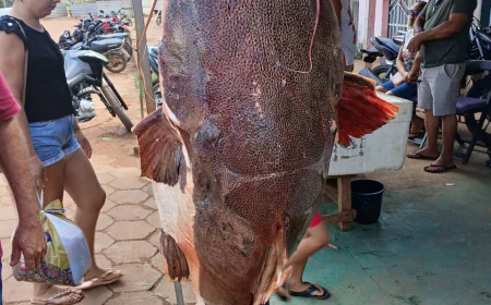 São Félix Do Xingu: Veja um dos maiores peixe do Rio Xingu