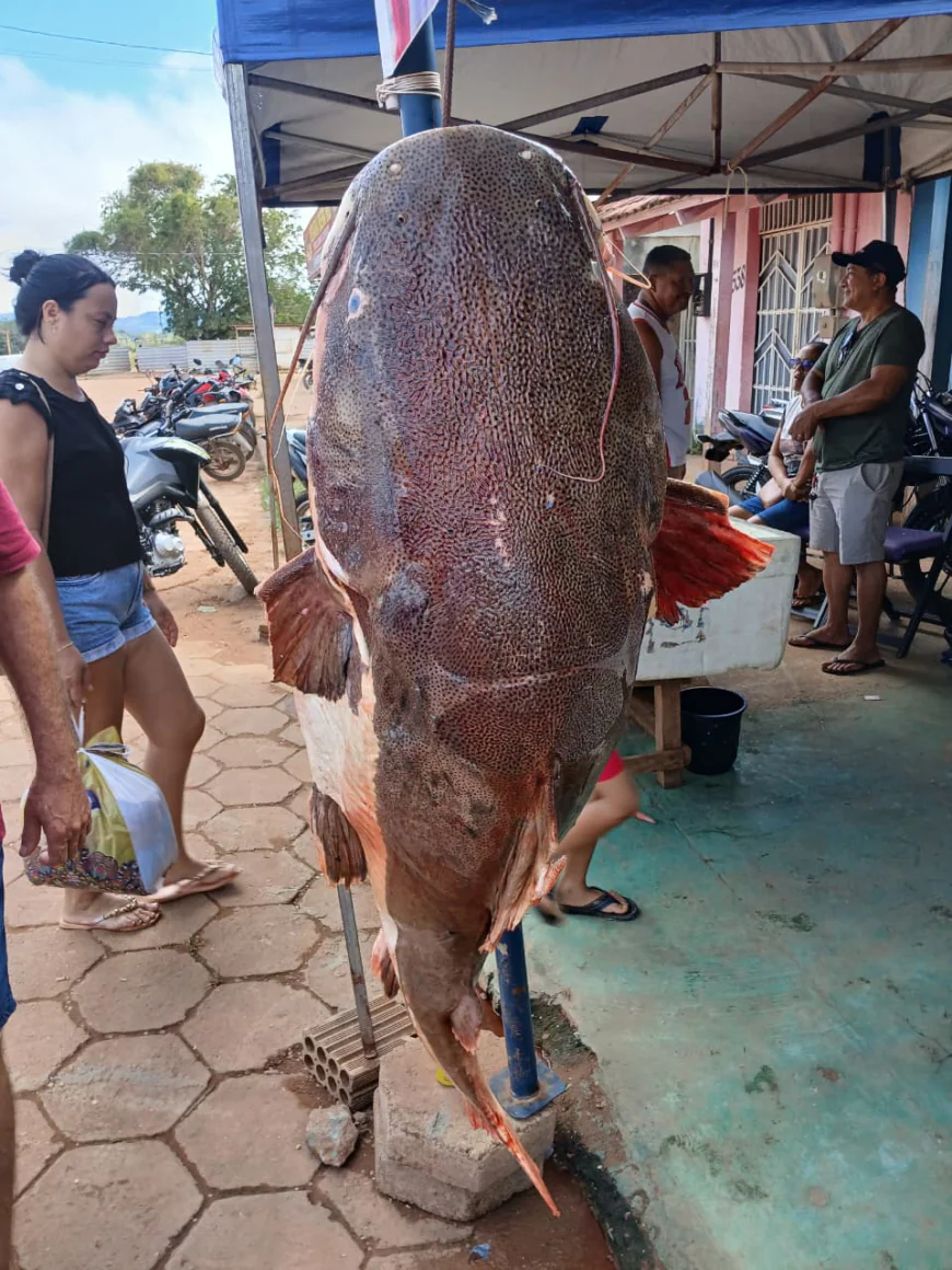 São Félix Do Xingu: Veja um dos maiores peixe do Rio Xingu